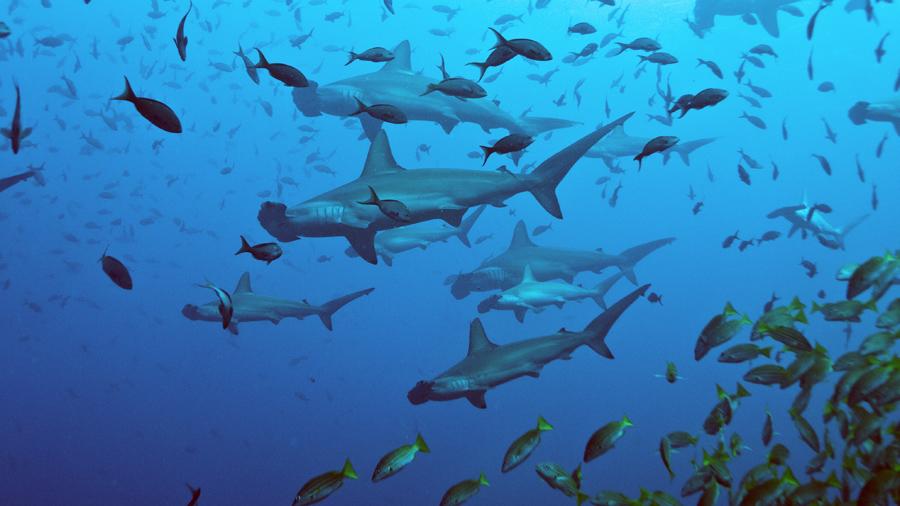 El aterrador momento en el que una turista se ve rodeada de tiburones martillo