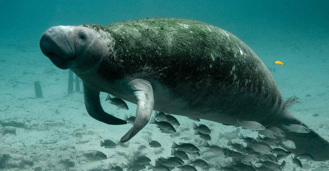 manati-espalda-estados-unidos-rio