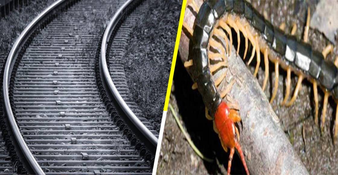 Misterio resuelto: Esta es la razón por la que milpiés invaden las vìas de tren de Tokio