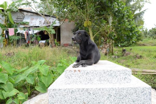 Mino: La perrita que no abandona la tumba de su pequeño dueño