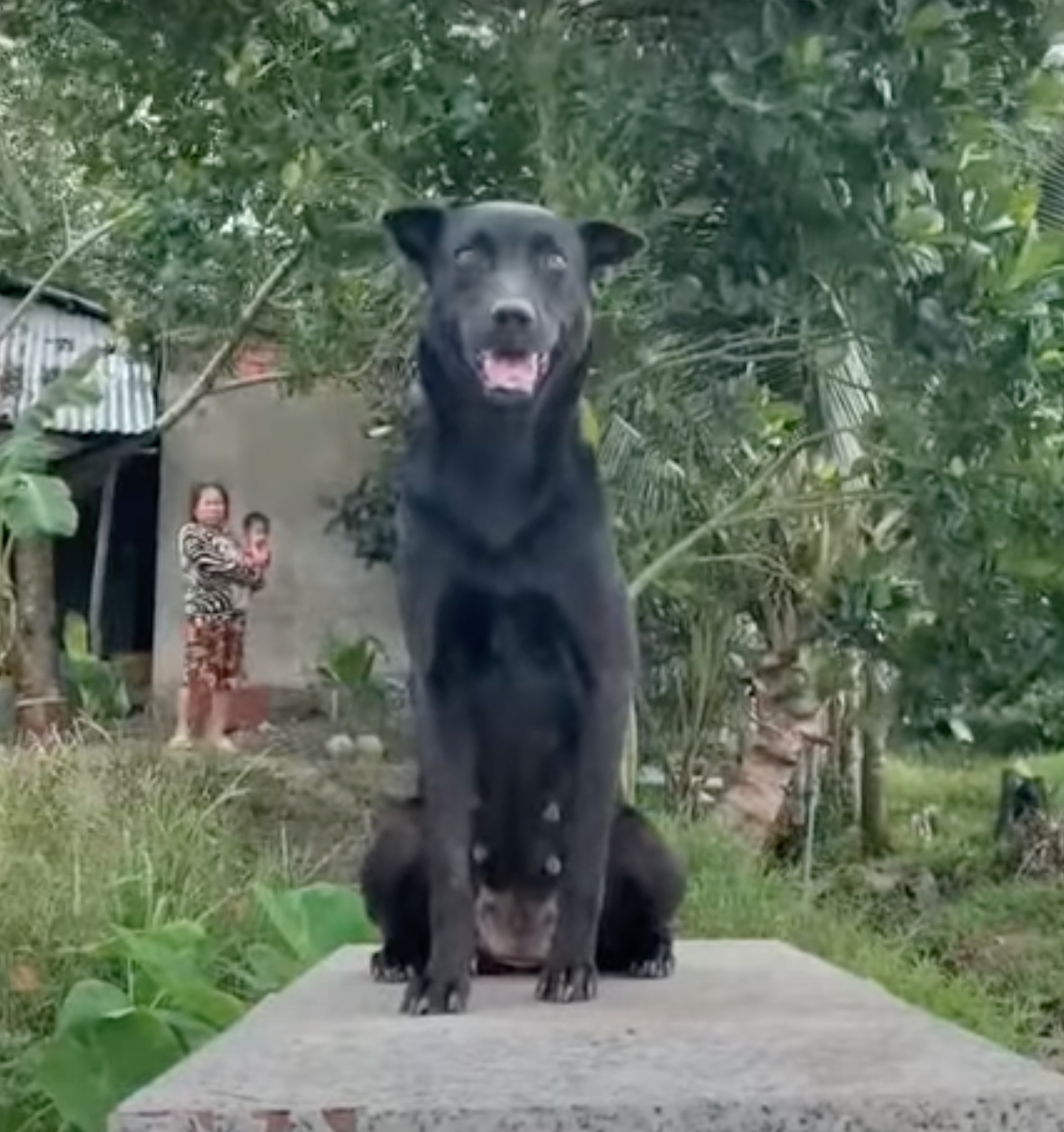 Mino: La perrita que no abandona la tumba de su pequeño dueño
