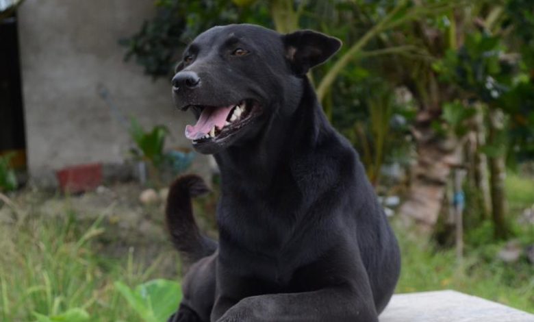 Mino: La perrita que no abandona la tumba de su pequeño dueño
