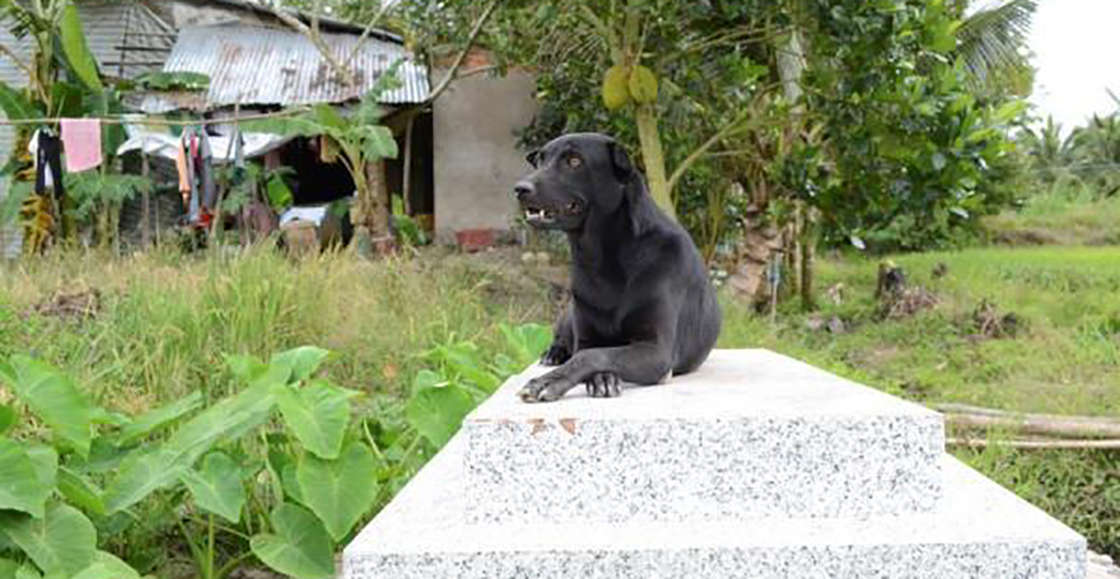 Mino: La perrita que no abandona la tumba de su pequeño dueño