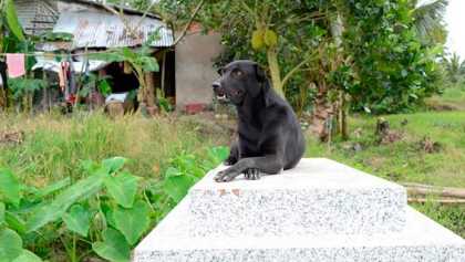Mino: La perrita que no abandona la tumba de su pequeño dueño