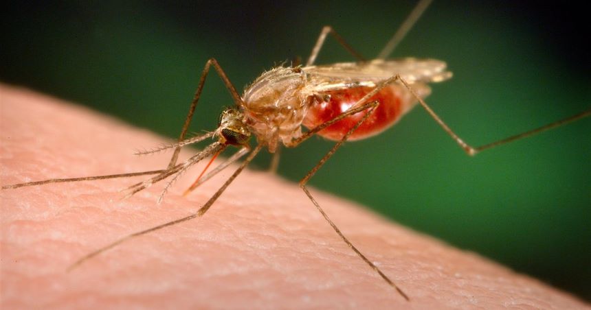 El Salvador se convierte el primer país de Centroamérica en erradicar la malaria
