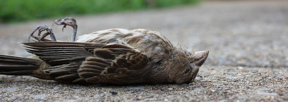 ¡WTF! Pirotecnia de año nuevo deja a cientos de aves muertas en Roma