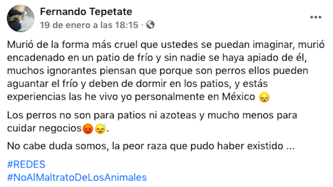 perrito-congelado-publicacion