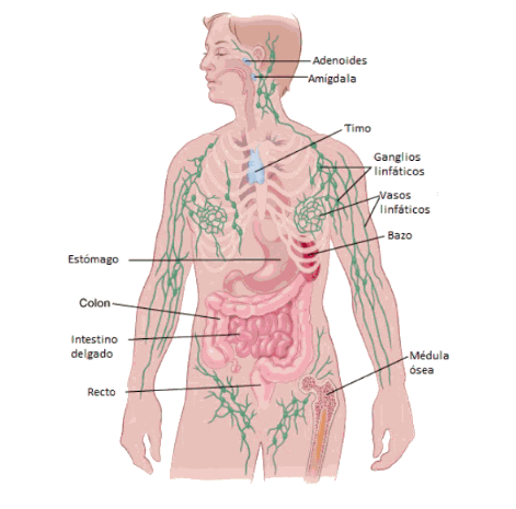 tejido-linfatico-cuerpo