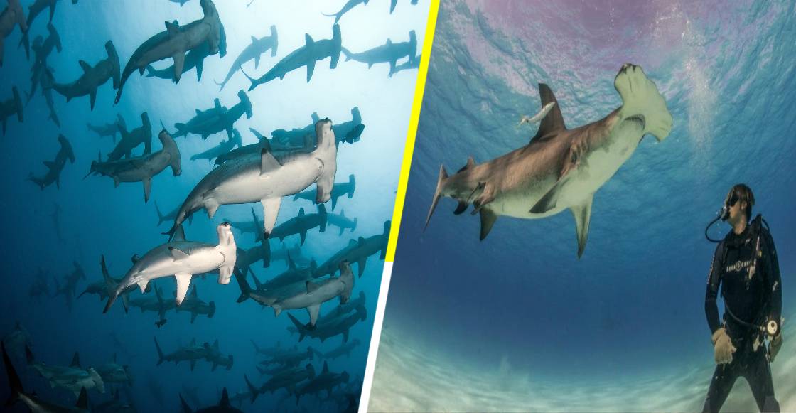 El aterrador momento en el que una turista se ve rodeada de tiburones martillo