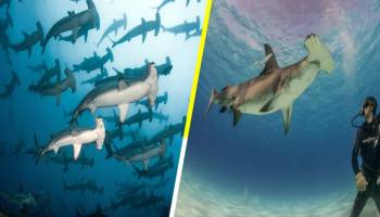 El aterrador momento en el que una turista se ve rodeada de tiburones martillo