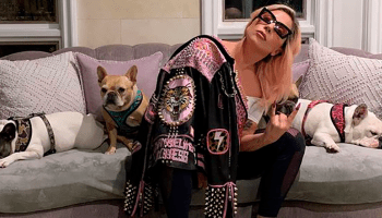 Atacan a paseador de los perros de Lady Gaga para secuestrar a sus mascotas