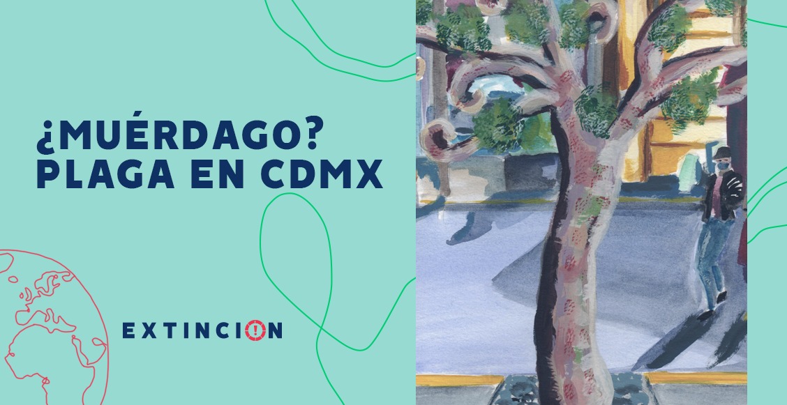 ¿Muérdago? Una plaga que abunda en los árboles de la CDMX