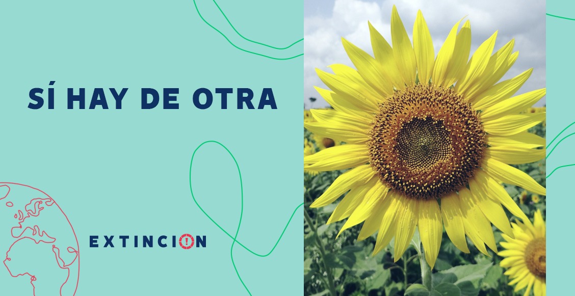 perspectiva ambiental