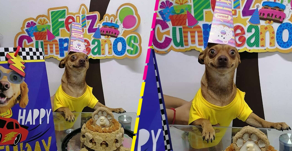 Doggo feliz: Así reaccionó un perrito cuando sus dueños festejaron su cumpleaños