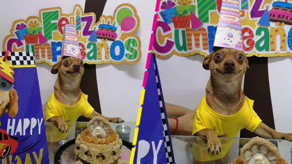 Doggo feliz: Así reaccionó un perrito cuando sus dueños festejaron su cumpleaños