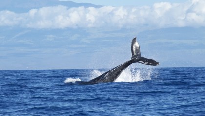 ballena-azul-mar