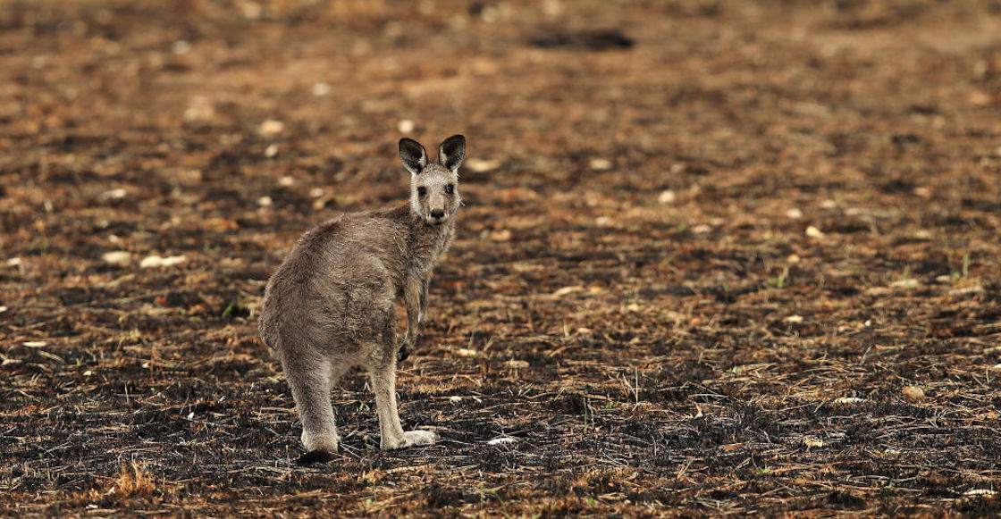 canguros-profepa-zoologico
