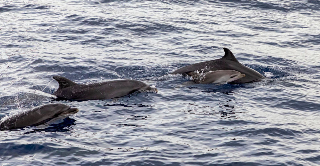 delfines-mozambique
