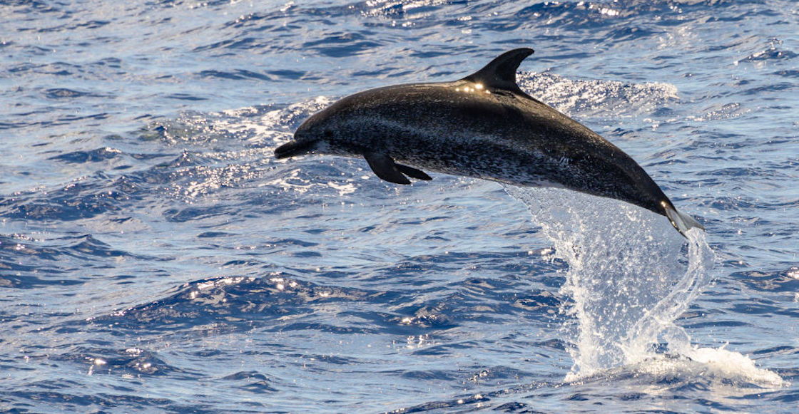 delfines-muertos-mozambique-africa