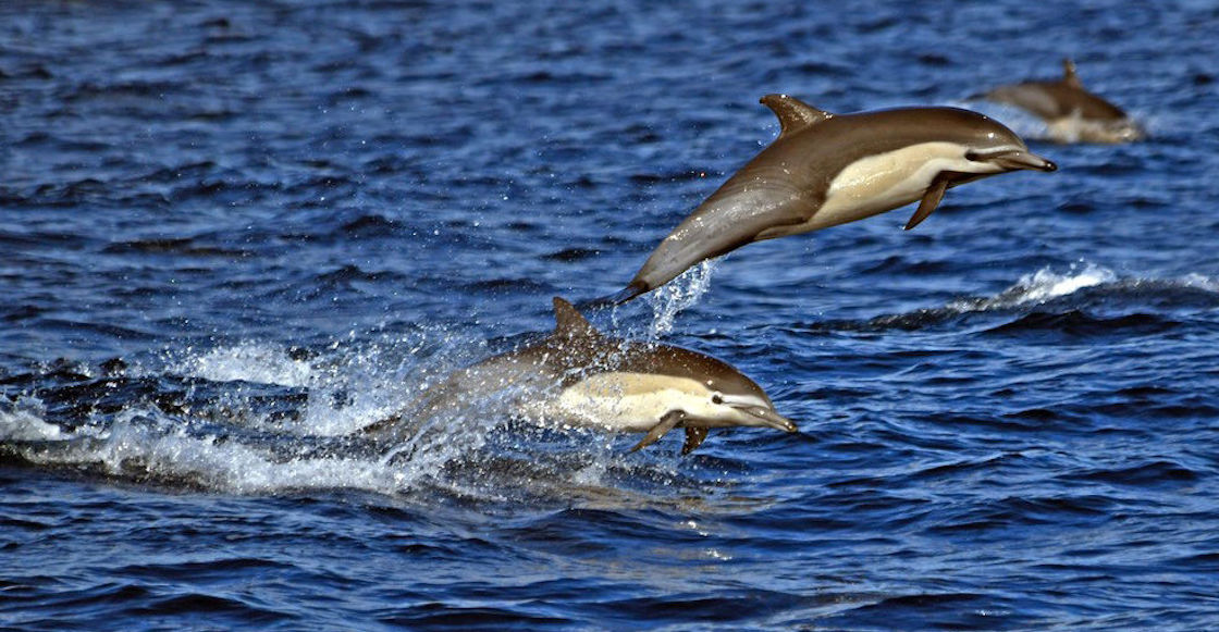 delfines-muertos-playa-mozambique