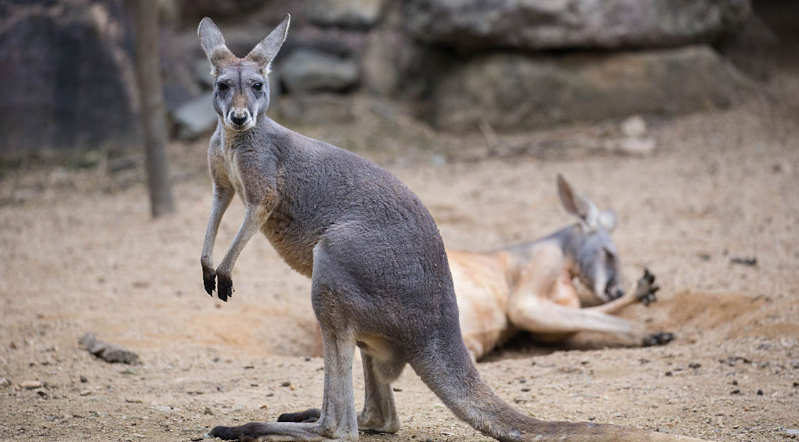 dos-canguros-muertos-zoologico-nuevo-leon