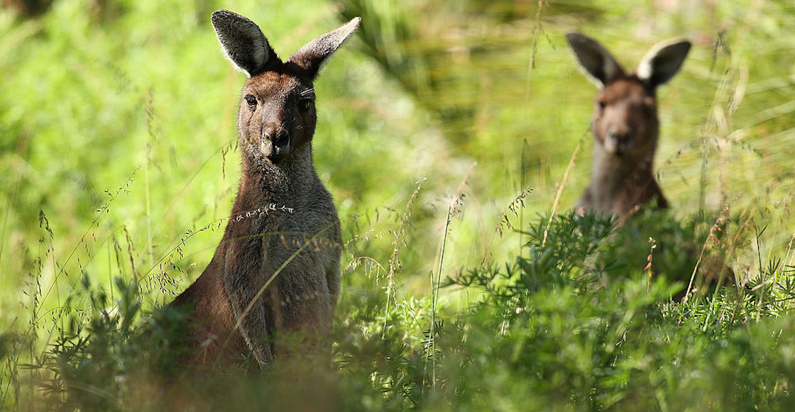 dos-canguros-zoologico-nuevo-leon-profepa