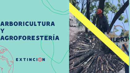 extincion-arboricultura-agroforesteria-sanar-arboles-capitalinos
