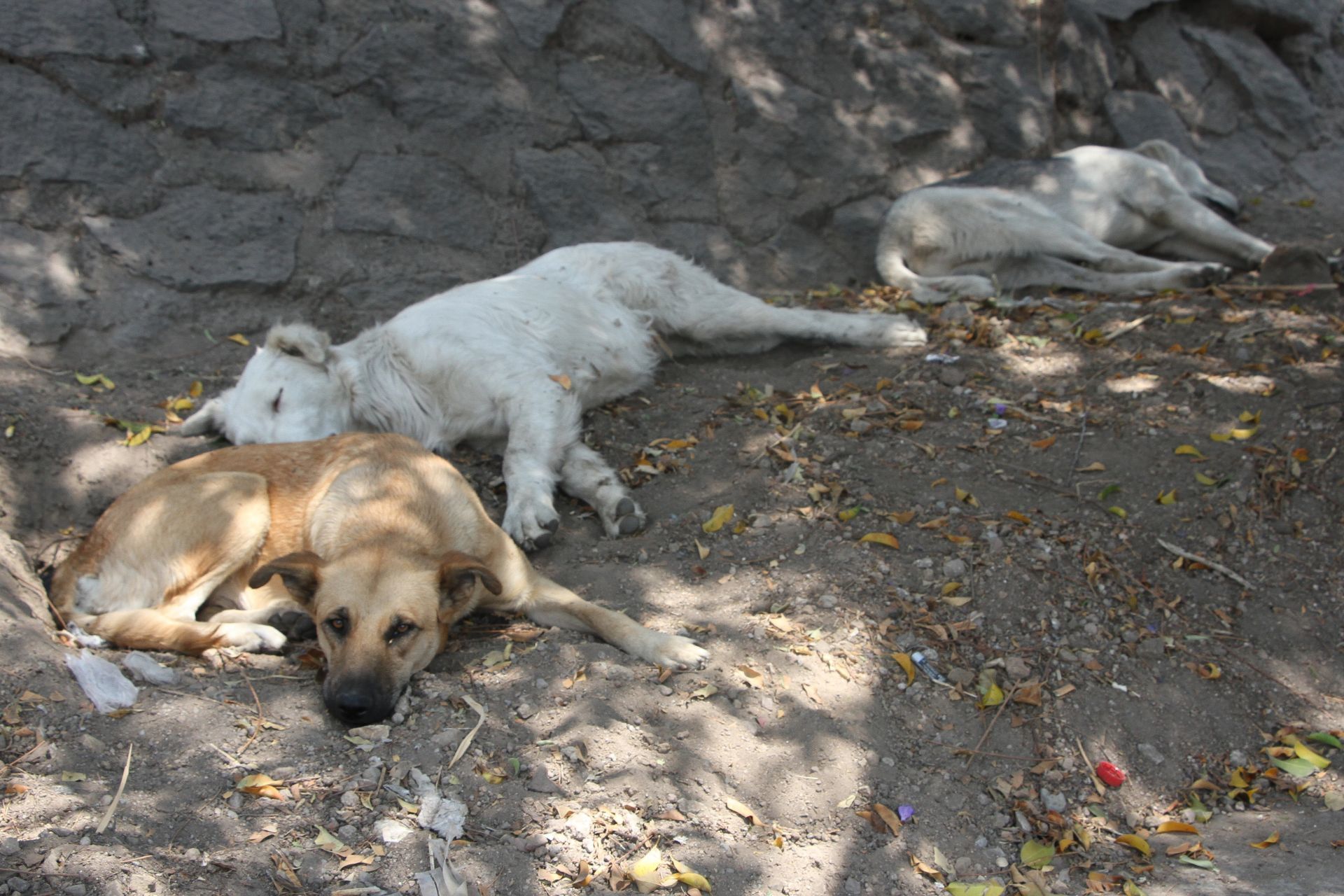 Mi México: Golpean a rescatista que quería ayudar a un perrito y policías le dicen que "él se lo buscó"