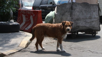 Mi México: Golpean a rescatista que quería ayudar a un perrito y policías le dicen que "él se lo buscó"