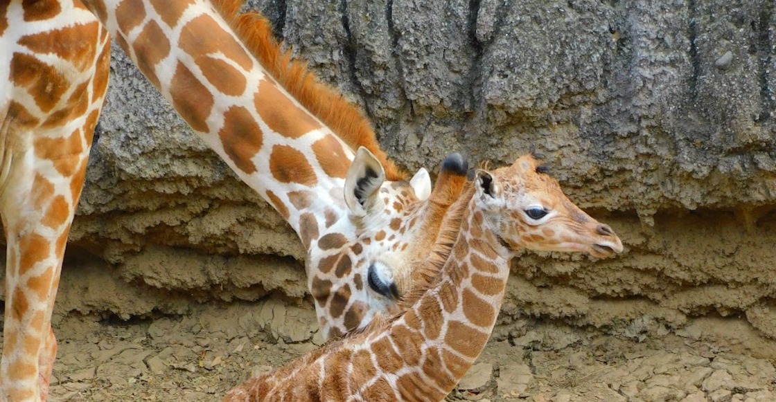 jirafa-bebe-nombre-chapultepec