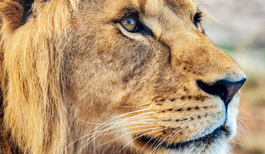 leon-cadaver-calles-iztapalapa