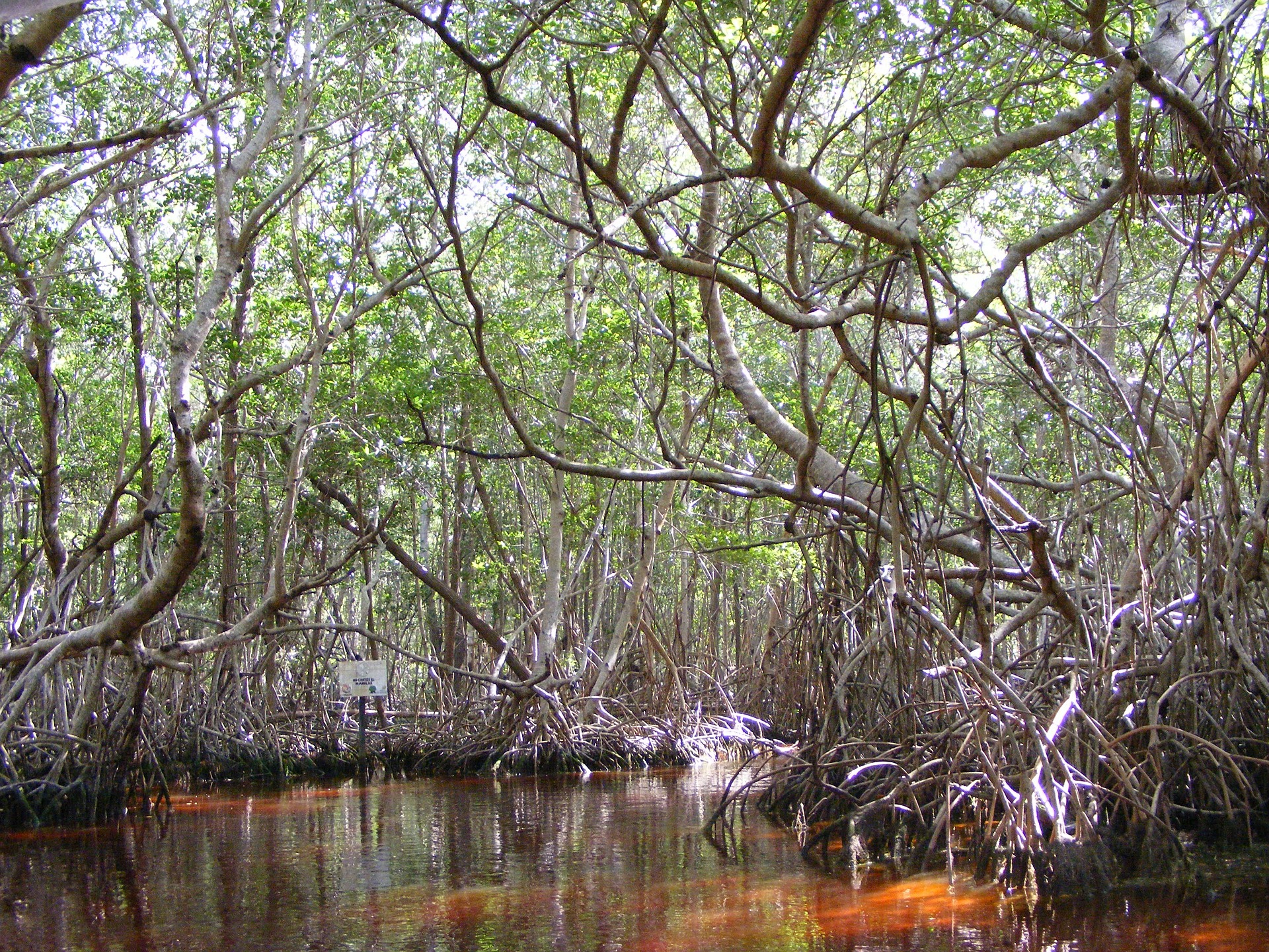 manglares costeros