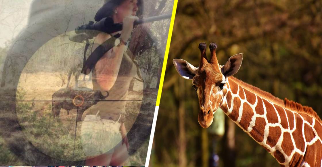 ¡WTF! Mujer cazó a una jirafa y presume el corazón (que a ella le falta)
