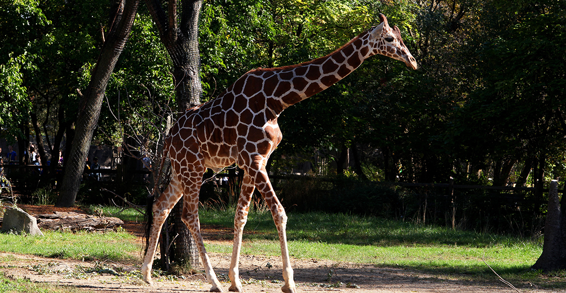 Mundo enfermo y triste: Mujer mata a una jirafa para “ayudar" a las especies en peligro de extinción