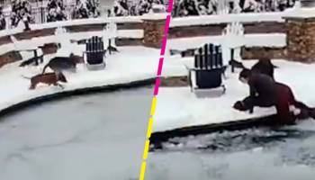 Mujer rescata a su perrito de una piscina congelada y evita que muera por hipotermia