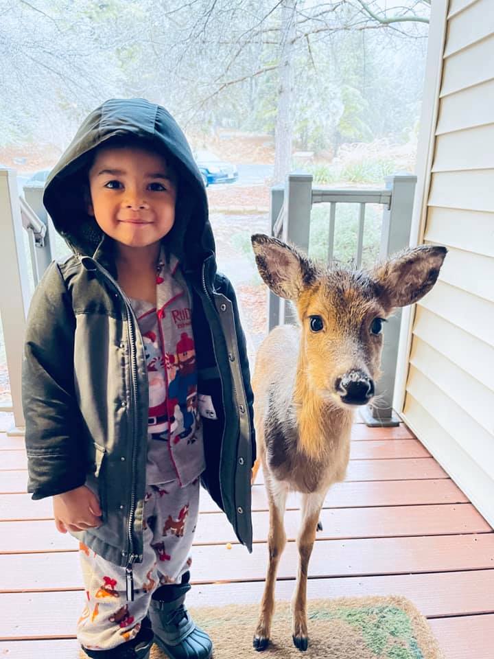 Nuevos amigos: Niño sale a pasear por el bosque y regresa con un ciervo 