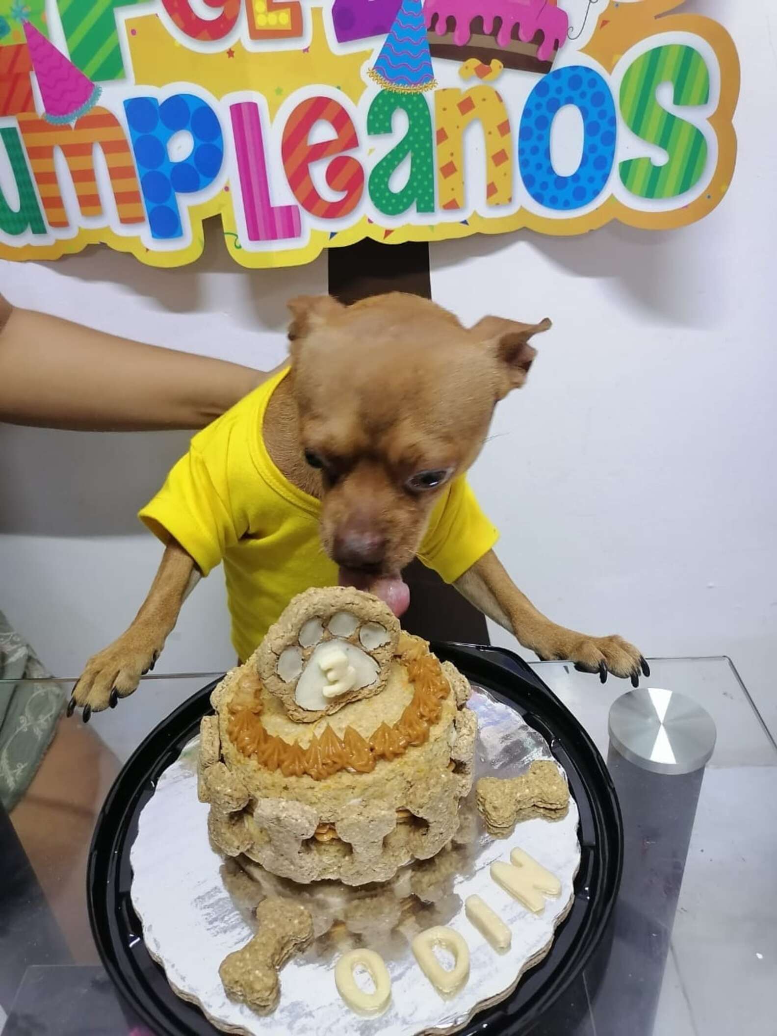 Doggo feliz: Así reaccionó un perrito cuando sus dueños festejaron su cumpleaños