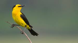 pajaro-tordo-amarillo