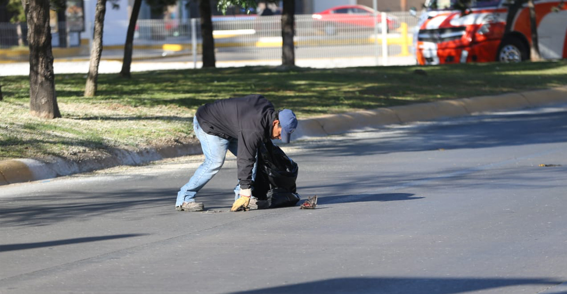 pajaros-muertos-durango-causa
