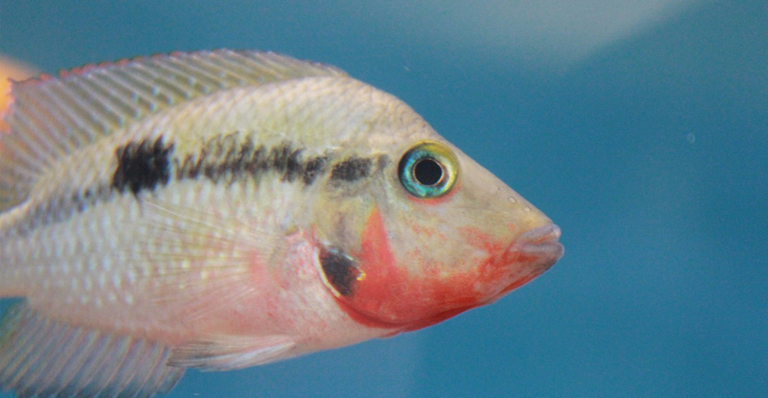 peces-agua-dulce-mexico