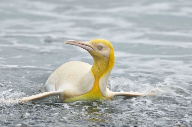 ¡Sonrían y saluden! Descubren al único pingüino amarillo en el mundo 