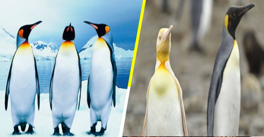 ¡Sonrían y saluden! Descubren al único pingüino amarillo en el mundo