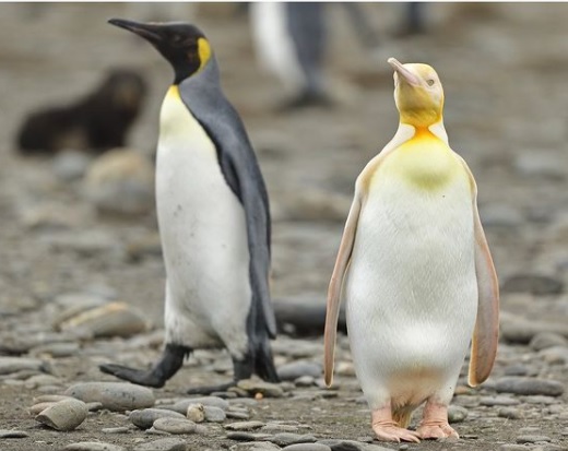 ¡Sonrían y saluden! Descubren al único pingüino amarillo en el mundo 