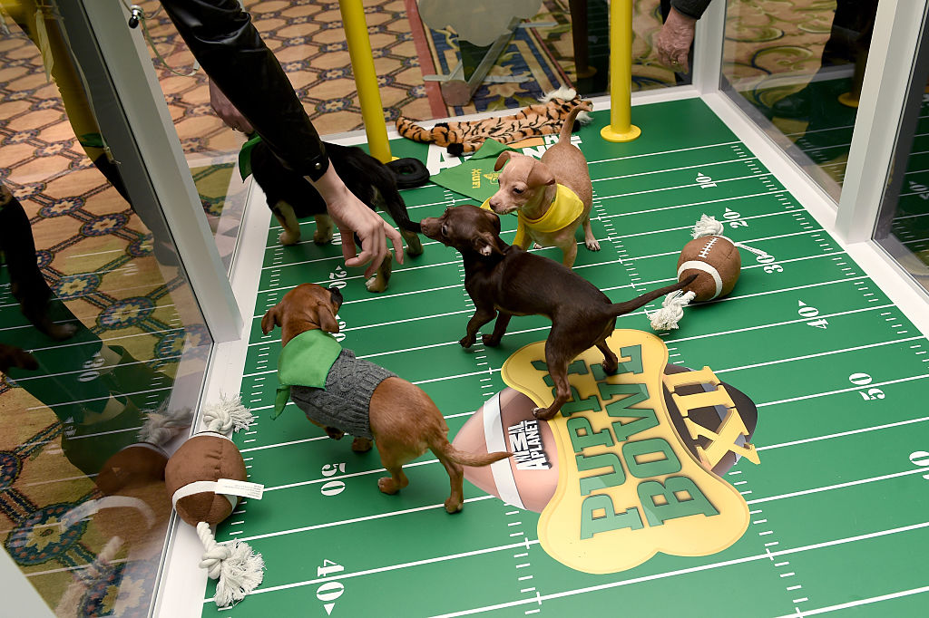 ‘Puppy Bowl’, el Super Bowl entre perritos que buscan ser adoptados