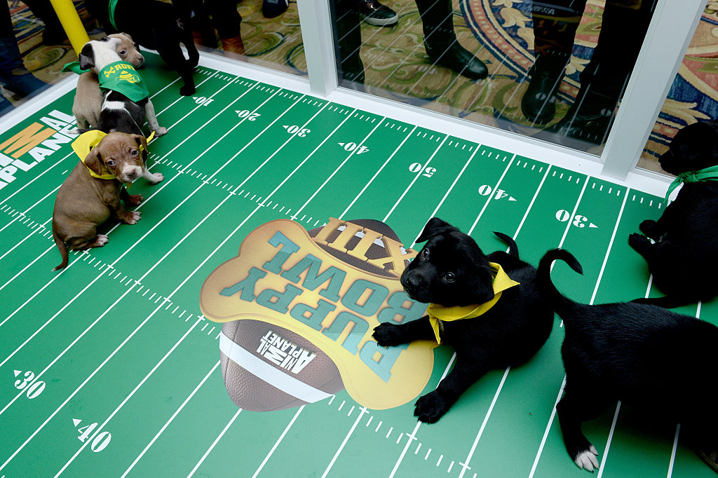 ‘Puppy Bowl’, el Super Bowl entre perritos que buscan ser adoptados