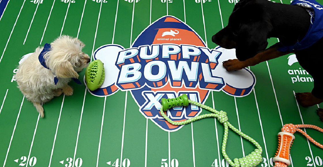 Puppy Bowl, el Super Bowl entre perritos que buscan ser adoptados