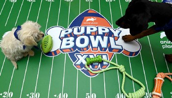 Puppy Bowl, el Super Bowl entre perritos que buscan ser adoptados