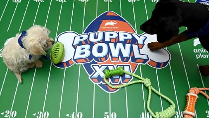 Puppy Bowl, el Super Bowl entre perritos que buscan ser adoptados