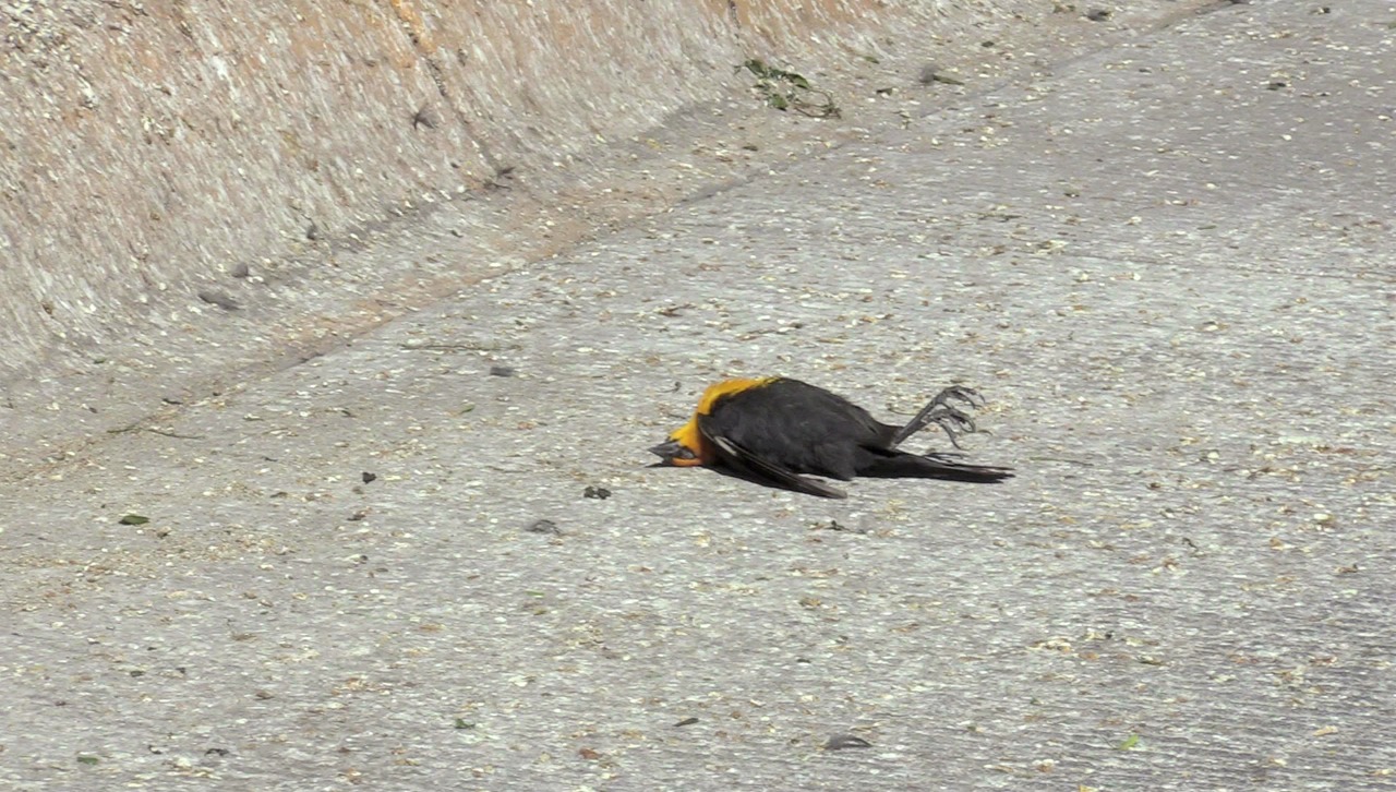 pájaros-muertos-durango