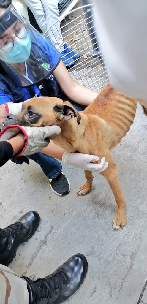 Rescatan en CDMX a una perrita en avanzado estado de desnutrición